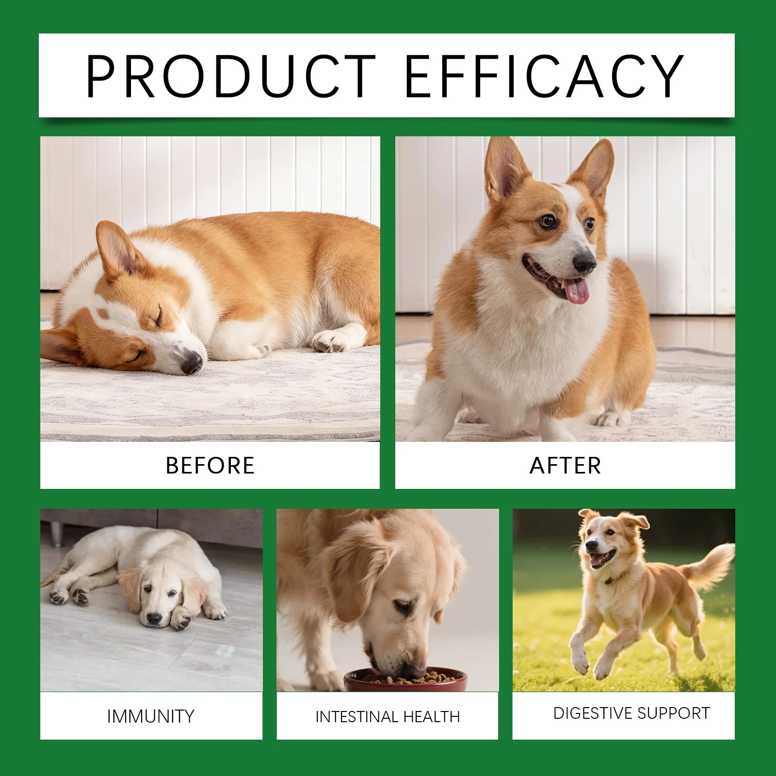 Kriath Immune Health Support Drops for Dogs with Olive Leaf & Echinacea Extract 15 dog immune health support drops goo v9h44bet desc 11