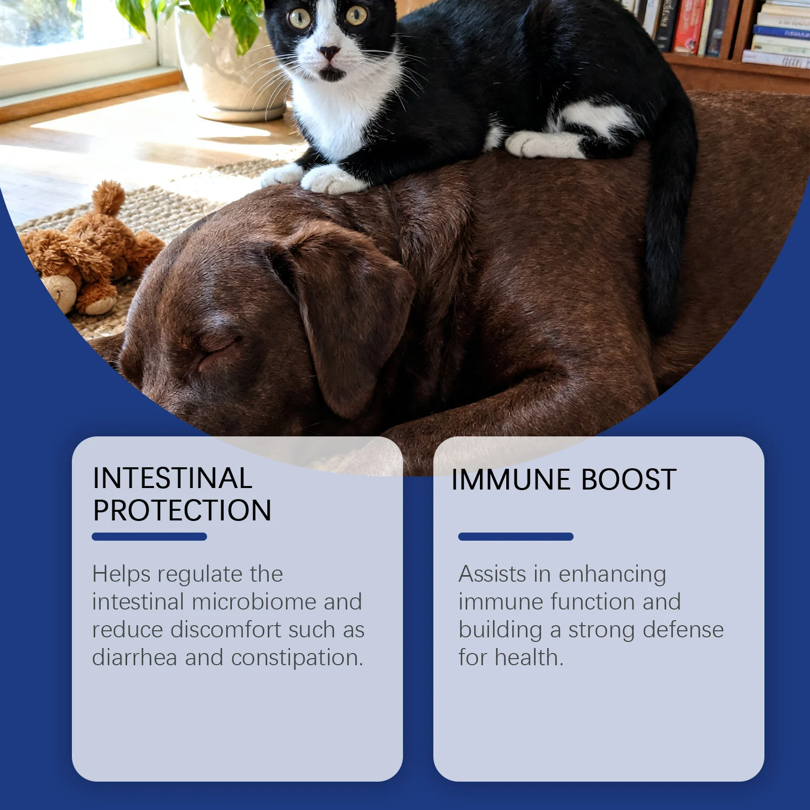Kriath Probiotic & Prebiotic + Enzymes Drops for Dogs & Cats, 60ml 11 probiotic drops pets goo 25zpasfa desc 5